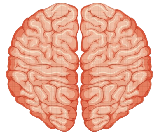 Brain icon